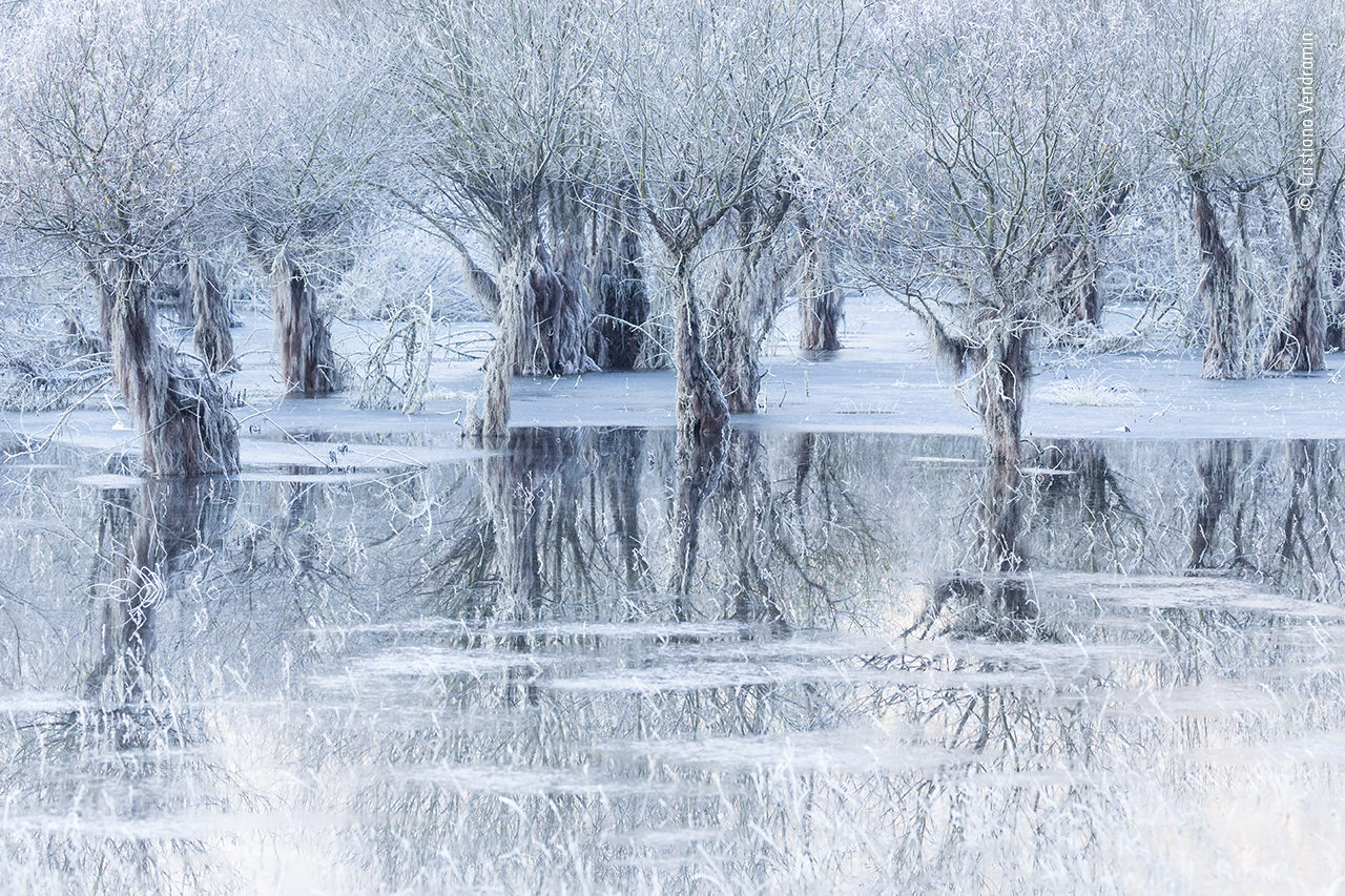 An Italian lake with submerged trees in the wintertime