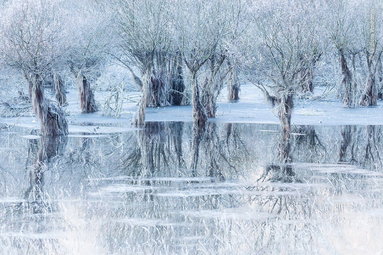 An Italian lake with submerged trees in the wintertime