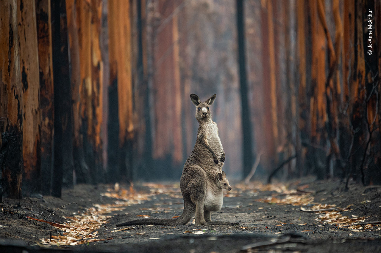 An eastern grey kangaroo and her joey in a burned plantation in Australia