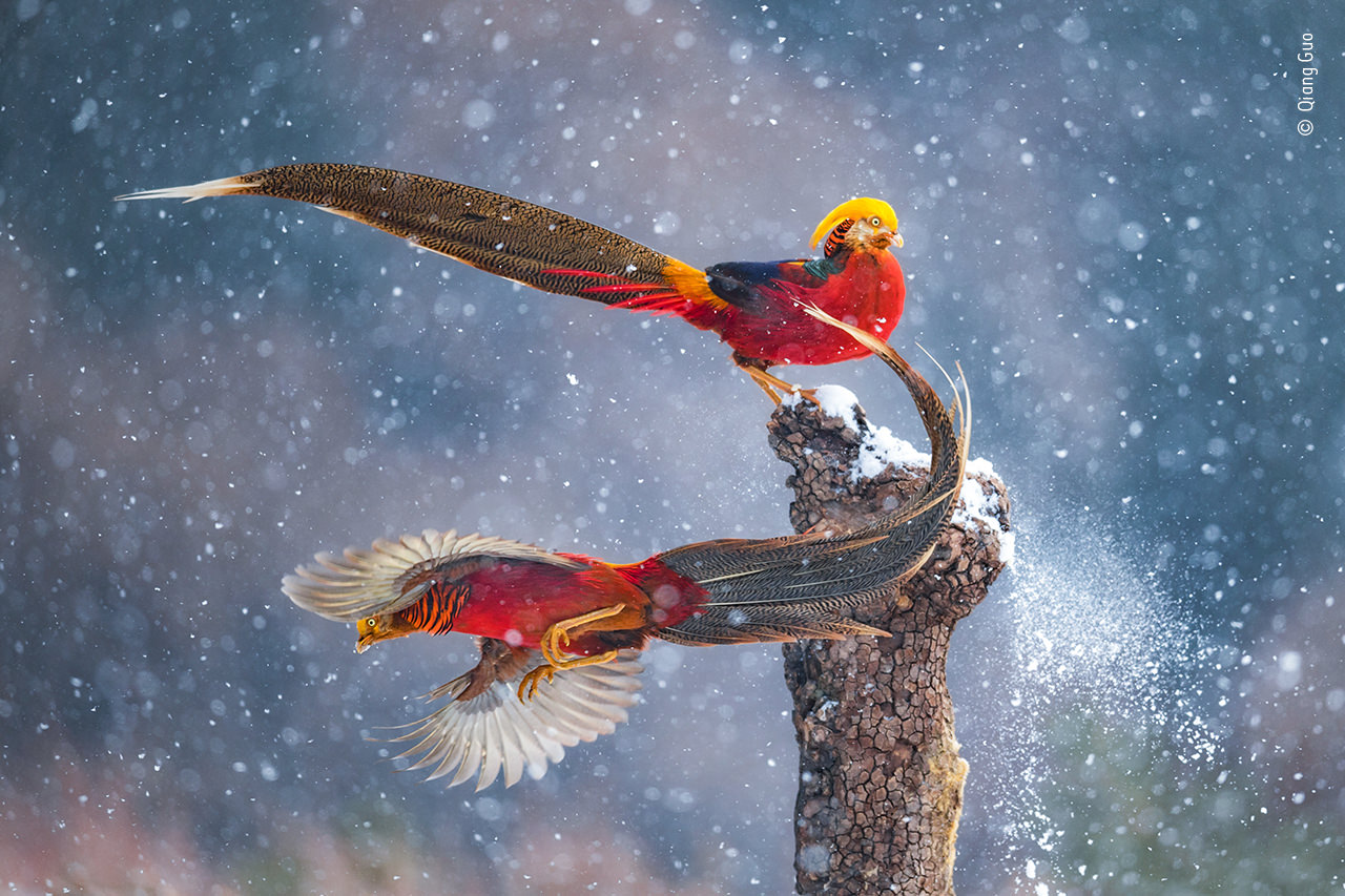 Two male golden pheasants playing with each other in a snowfall