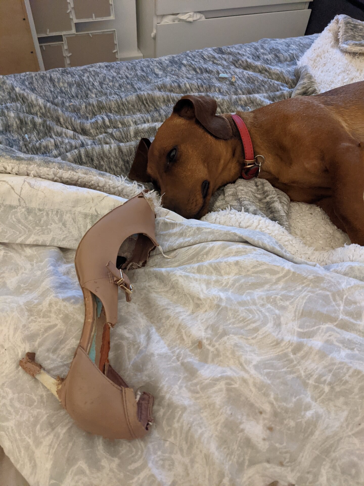 Guilty-Looking Dog Wins Britain's Naughtiest Pet Photo Contest | PetaPixel