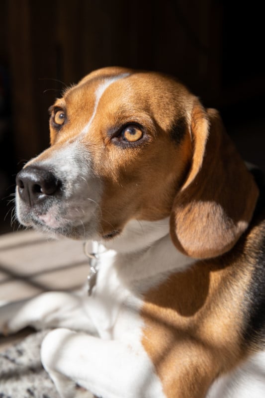 Beagle in sunlight