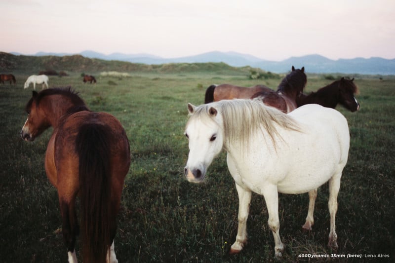 Cinestill 400 Dynamic film stock image sample