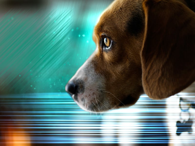 Optics 2022 - Warp Speed ​​Beagle