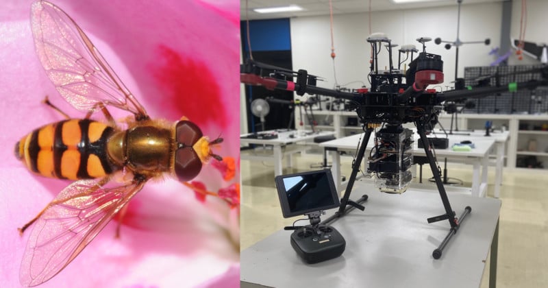 Acoustic Drone Detection based on Hoverfly