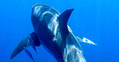 Photographer Spots Giant Bite Mark on Huge Great White Shark | PetaPixel