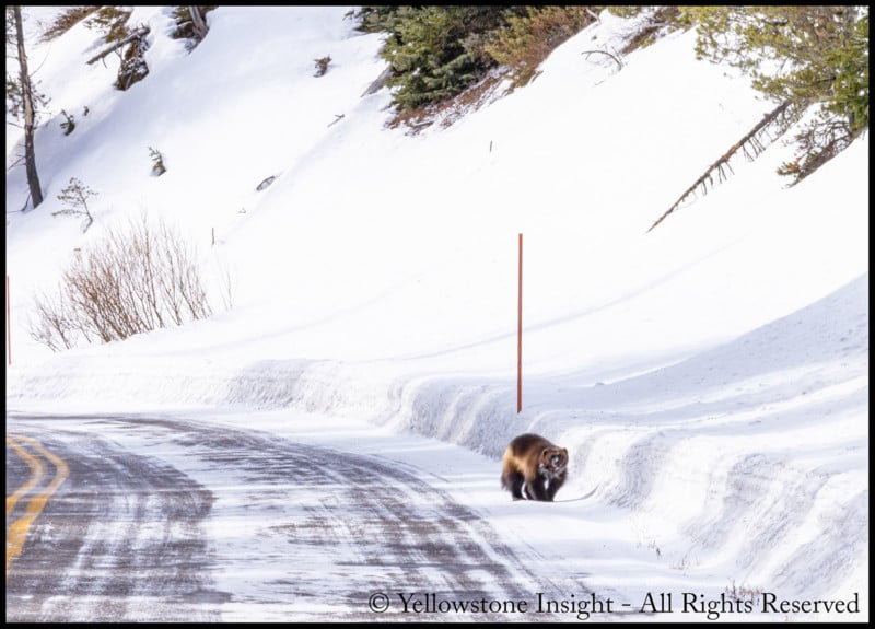 DELA DISCOUNT Wolverine-3-MacNeil-Lyons_Z8A7955-800x575 Ultra-Rare Wolverine Photographed in Yellowstone DELA DISCOUNT  