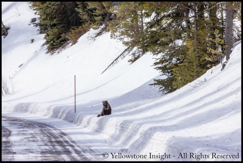 DELA DISCOUNT Wolverine-5-MacNeil-Lyons_Z8A7967-800x538 Ultra-Rare Wolverine Photographed in Yellowstone DELA DISCOUNT  