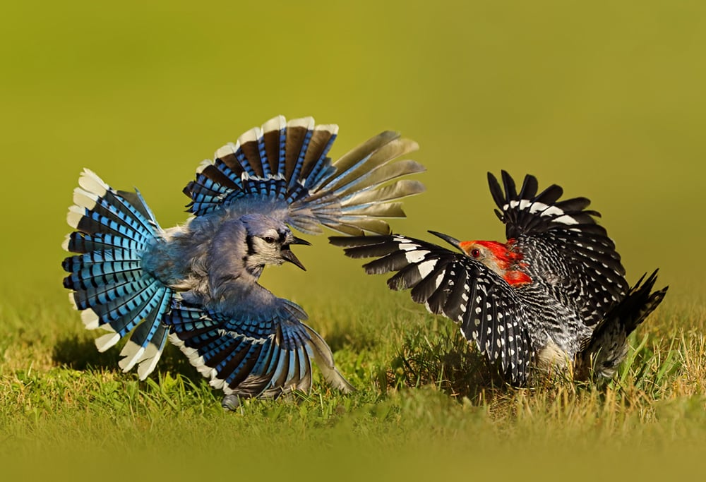 Photographer Captures Bird Photos in Her Own Backyard PetaPixel