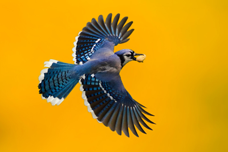 blue jay bird flying