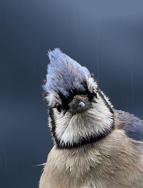 Blue Jays Nesting  Outside My Window