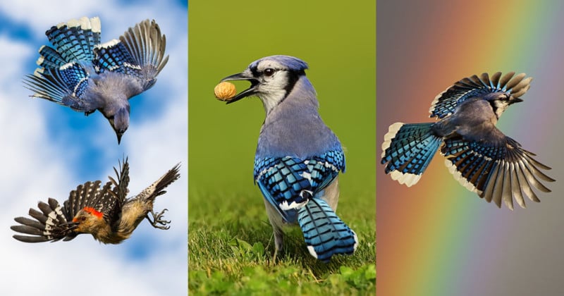 blue jay bird flying