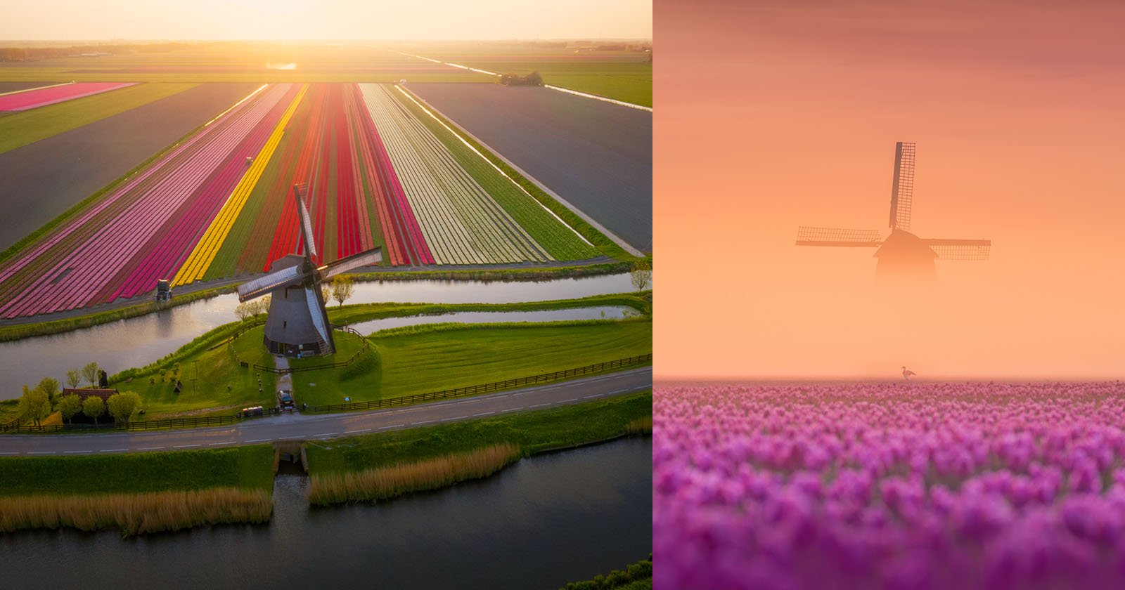 Tulpen fotograferen in Nederland