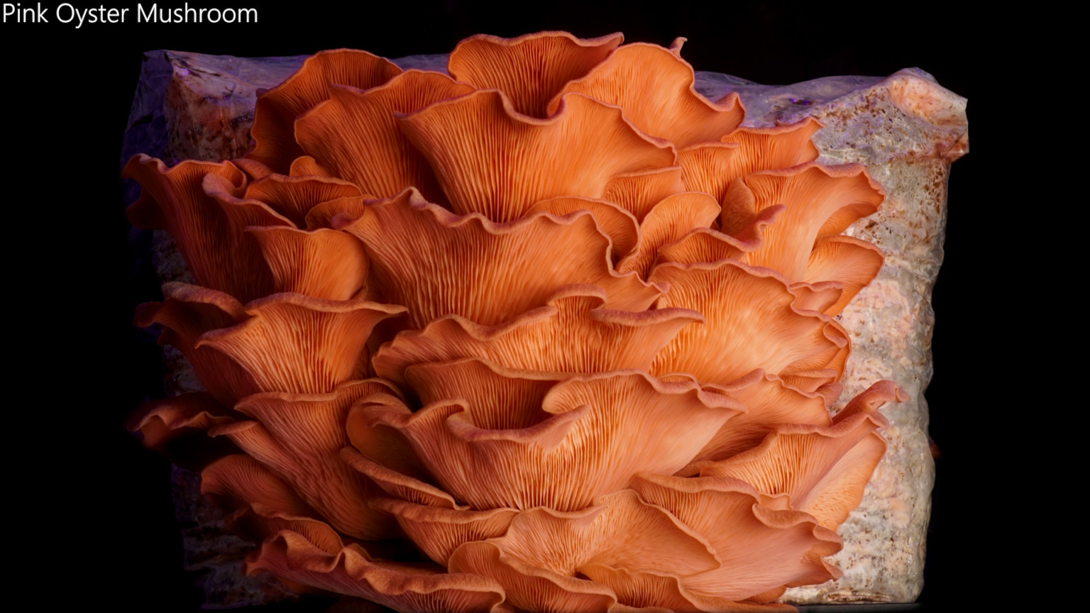 Photographer Spends a Year Timelapsing the Growth of Mushrooms | PetaPixel