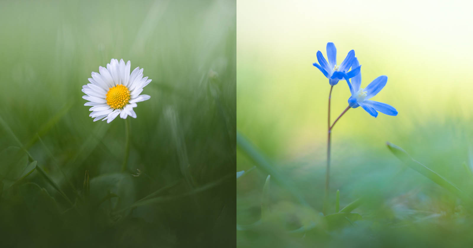 spring floral photography