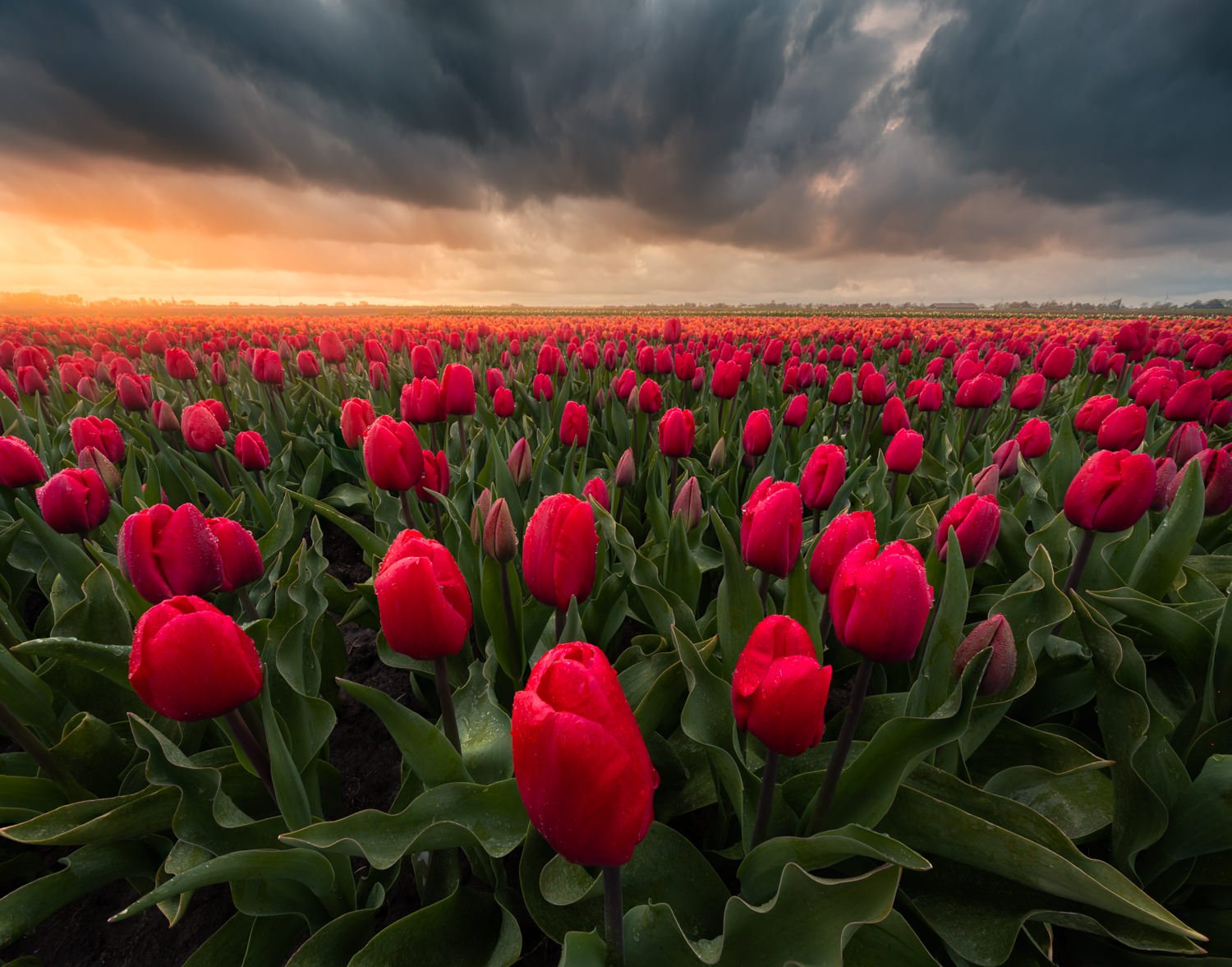 How to Photograph Tulips in the Netherlands | PetaPixel