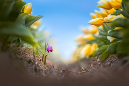 How to Photograph Tulips in the Netherlands | PetaPixel