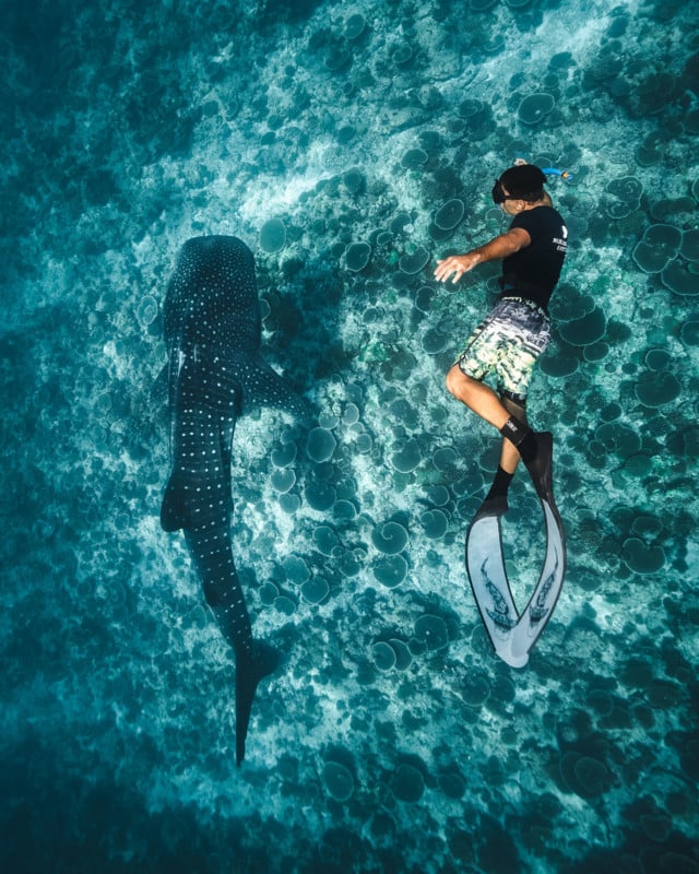 Photographer Spots Giant Bite Mark on Huge Great White Shark