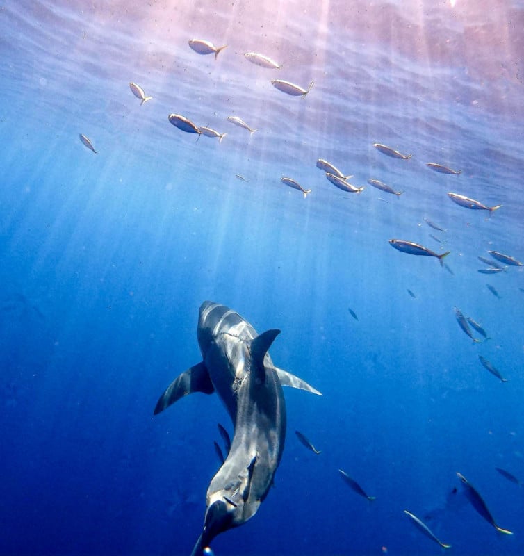 Giant Shark Bite