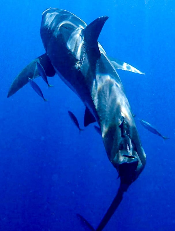 World's most battered' shark covered in bite marks: video