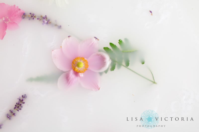 Pink flowers inside a milk bath