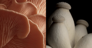 Mushroom macro timelapse