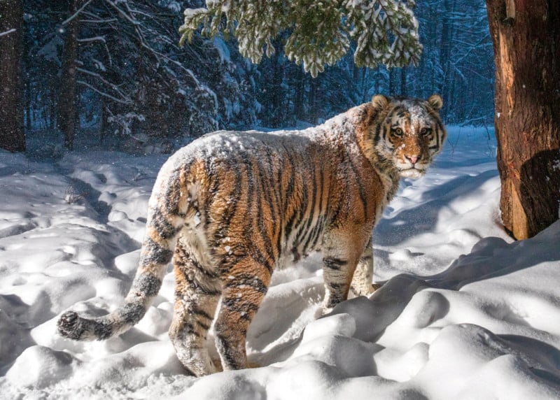 siberian-tiger-sighting-by-photographer-sascha-fonseca-1-800x572.jpg