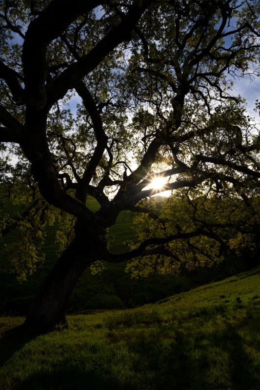 Sony PZ 16-35mm f/4 G shot at 16mm.