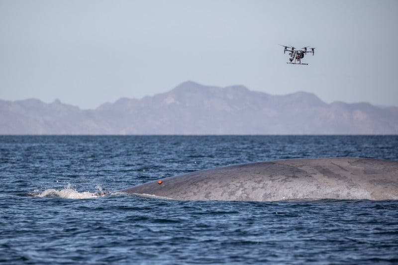 Walforschung mit Drohnen
