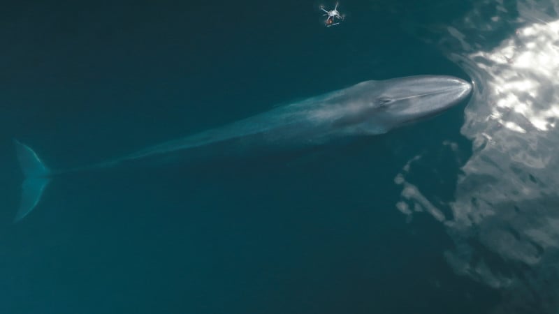 Walforschung mit Drohnen