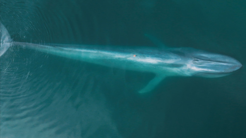 Whale Research with Drones