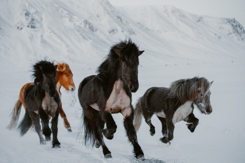 Donal Boyd Icelandic Horse Series