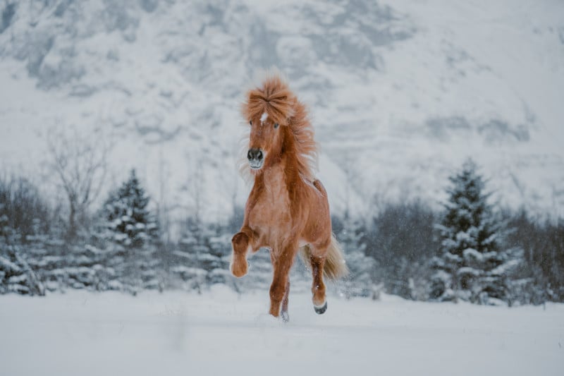 Donal Boyd Icelandic Horse Series