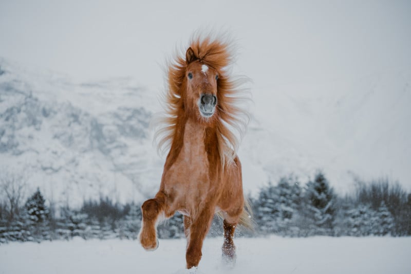 Donal Boyd Icelandic Horse Series