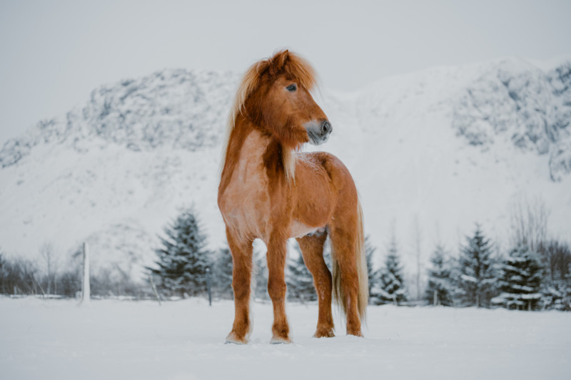 Donal Boyd Icelandic Horse Series