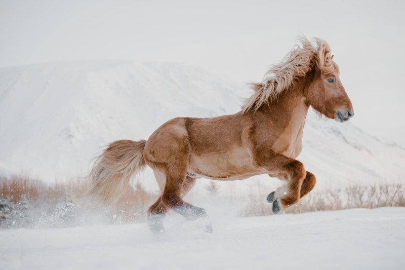 Donal Boyd Icelandic Horse Series
