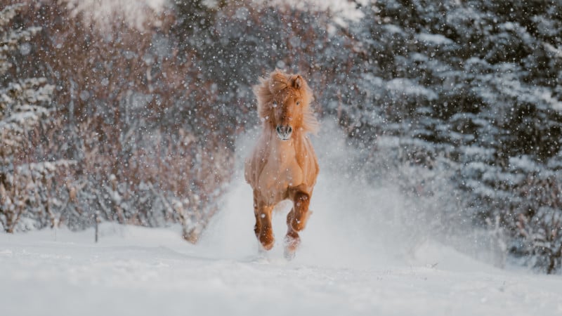 Donal Boyd Icelandic Horse Series