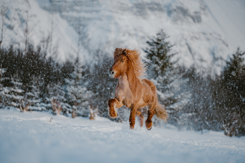 Donal Boyd Icelandic Horse Series