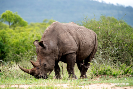 How to Shoot Africa's Big Five Safari Animals (with a Camera) | PetaPixel