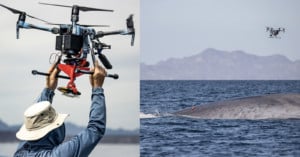 Whale Research with Drones