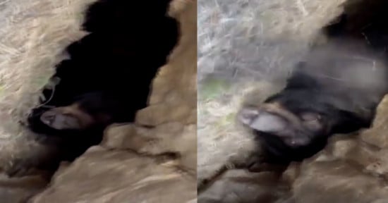 Photographer disturbs bear in its den