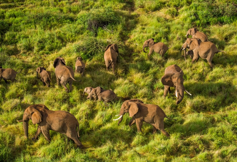 Orphan elephants sanctuary in Kenya