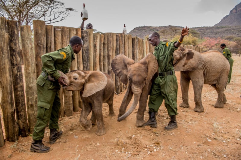 Orphan elephants sanctuary in Kenya