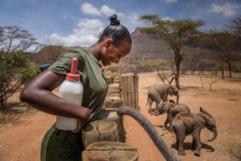 Orphan elephants sanctuary in Kenya