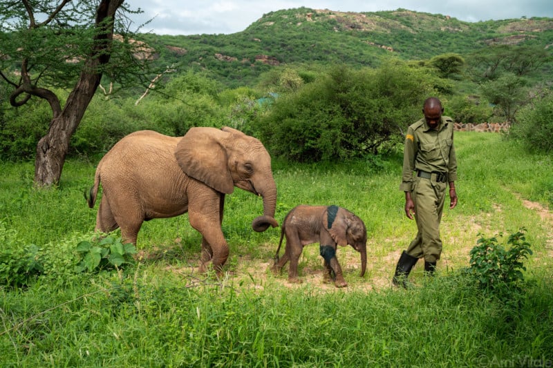 Orphan elephants sanctuary in Kenya