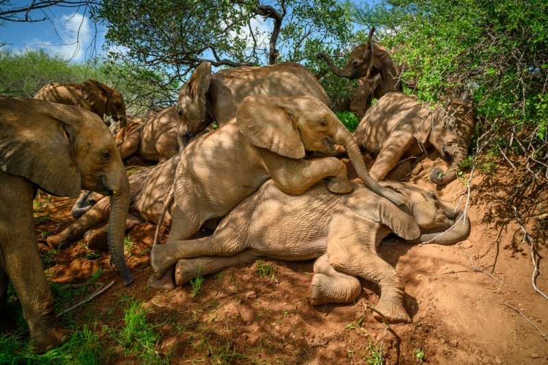 Orphan elephants sanctuary in Kenya