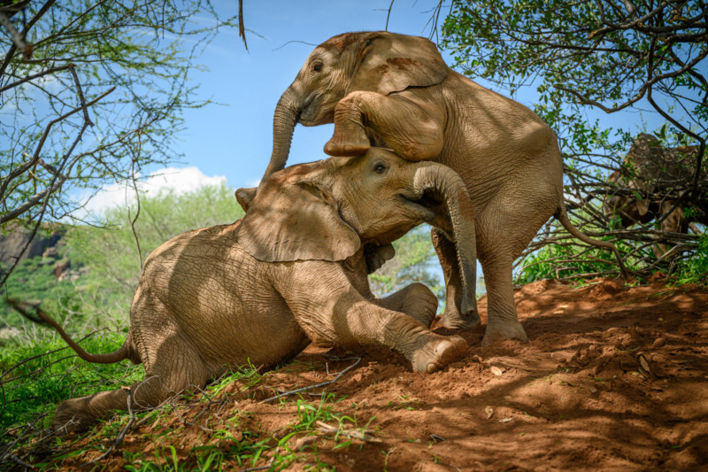 Orphan elephants sanctuary in Kenya