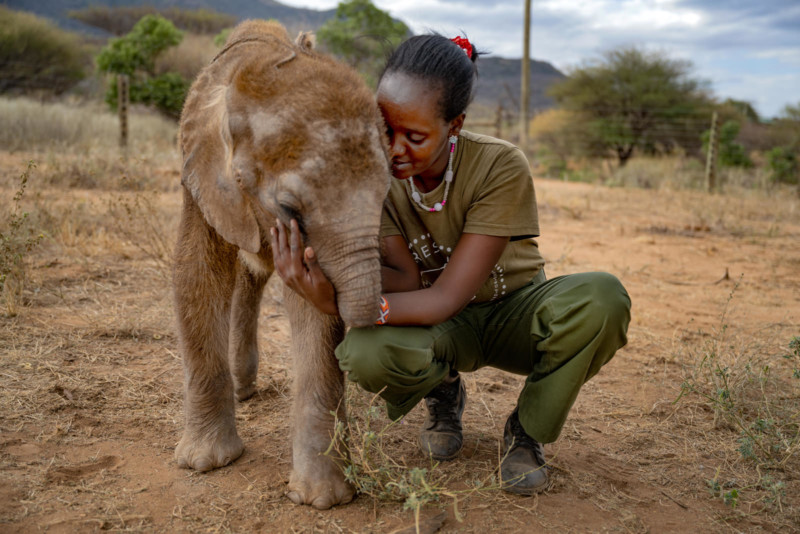 Orphan elephants sanctuary in Kenya