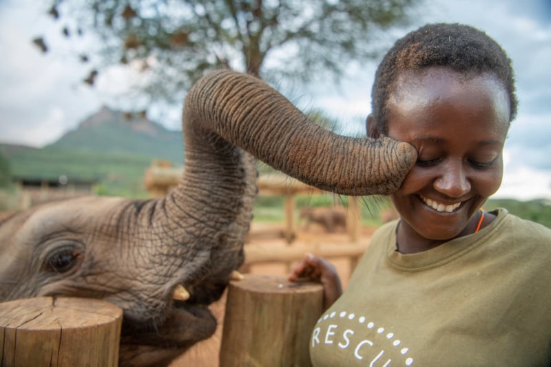 Orphan elephants sanctuary in Kenya