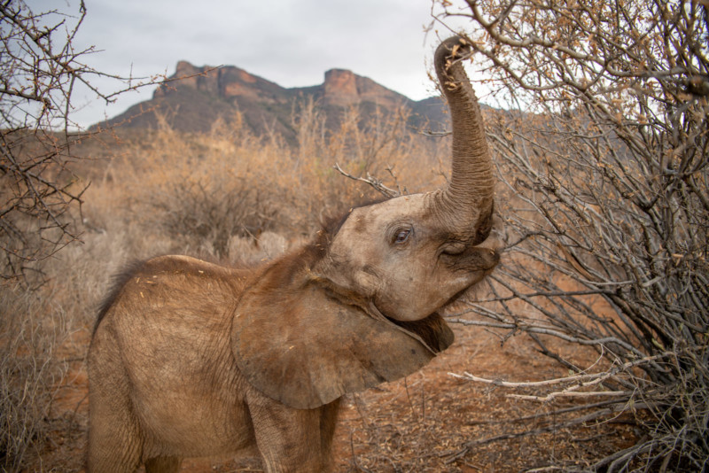 Orphan elephants sanctuary in Kenya